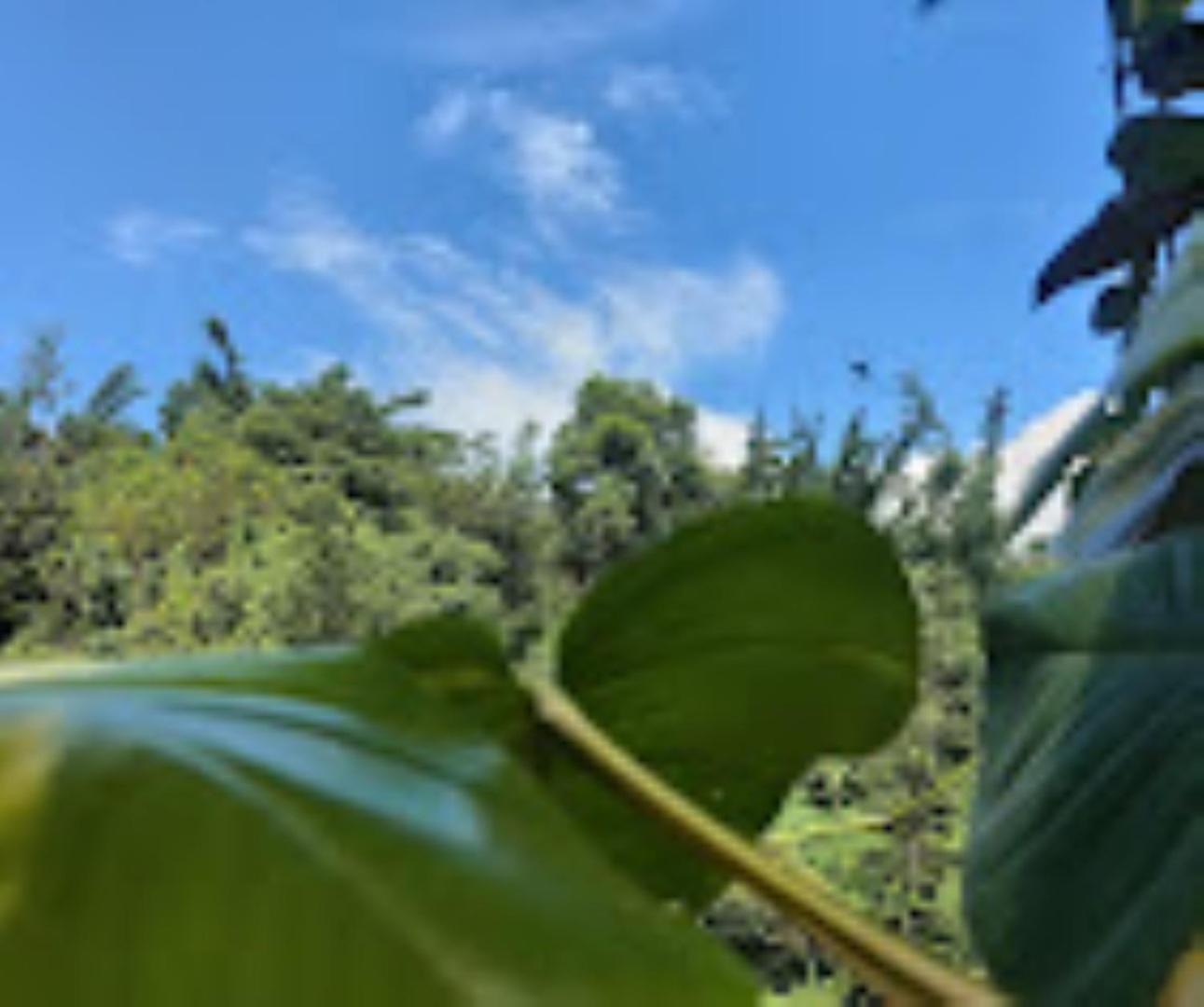 Brahmaputra Jungle Resort Γουβαχάτι Εξωτερικό φωτογραφία